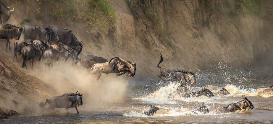 稀树草原角马正在跳进马拉河河太好了迁移国家公园非洲十字架