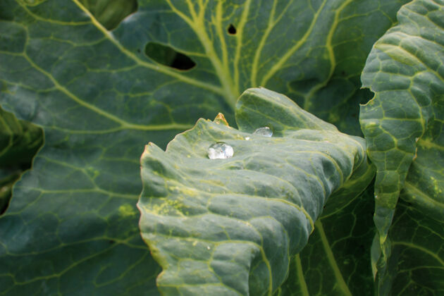 露水雨后花园里一片种植的卷心菜叶子上有水滴配料光农业