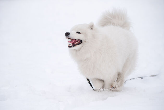 活跃萨莫耶德白狗在雪地上奔跑在外面的冬日景色上季节可爱玩耍