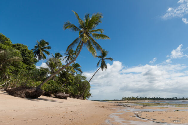 天堂巴西巴伊亚岛上的热带海滩 有倾斜的椰子树大西洋热带海滩旅游景点
