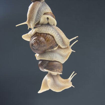 粘液蜗牛抱在一起笨蛋浪漫以及动物王国里的关系小慢幻灯片