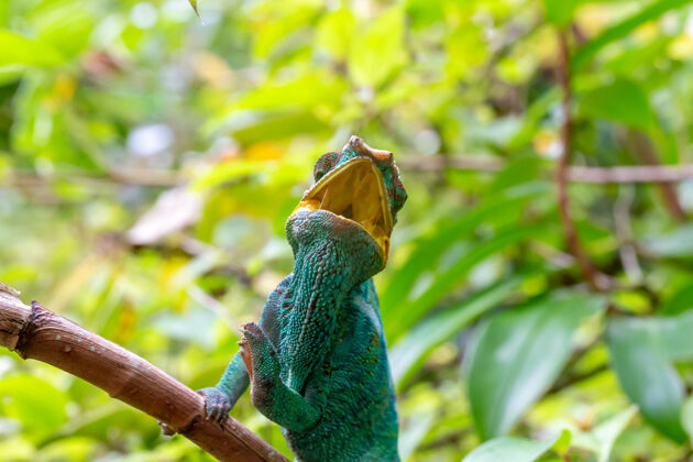 皮肤马达加斯加热带雨林树枝上的一只变色龙动物眼睛伪装