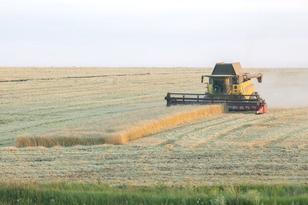 耕作收割机正在田里收割小麦田间谷物农艺学还有农业农业生产小麦