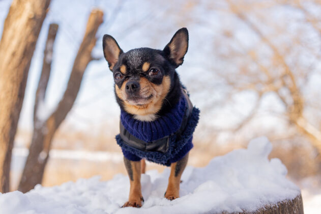 自然奇瓦瓦在花园里散步雪吉娃娃穿着冬天的衣服在雪上可爱服装狗