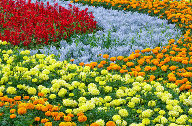 五颜六色橙色和黄色的万寿菊花 红色的猩红色的鼠尾草植物在夏天的花坛上开花花颜色
