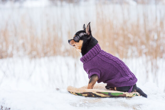户外寒风中的小狗夹克冬天吉娃娃穿着冬天的衣服在雪上乐趣小毛皮