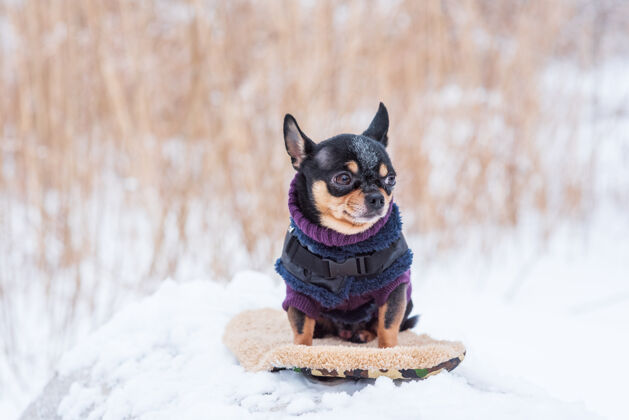 头发寒风中的小狗夹克冬天吉娃娃穿着冬天的衣服在雪上哺乳动物季节可爱