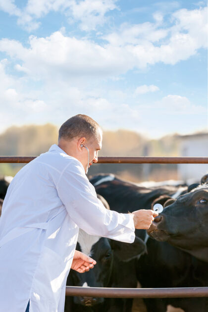 牧场一个兽医在农场牛上的画像哺乳动物长袍农场