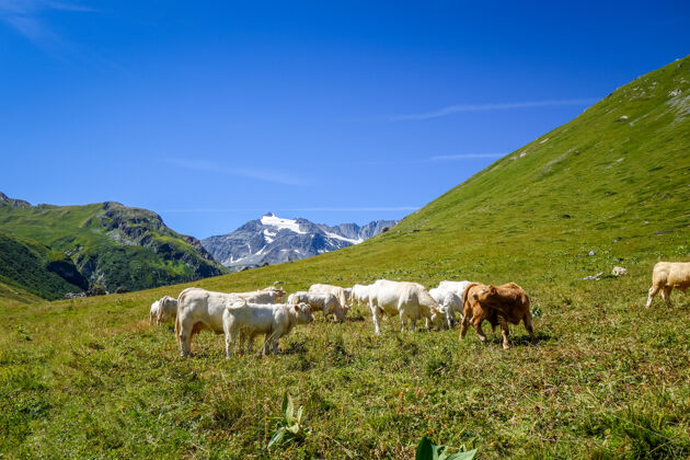 牛奶牛在阿尔卑斯草原 普拉洛南拉瓦努瓦兹 法国阿尔卑斯山奶酪牧场景观