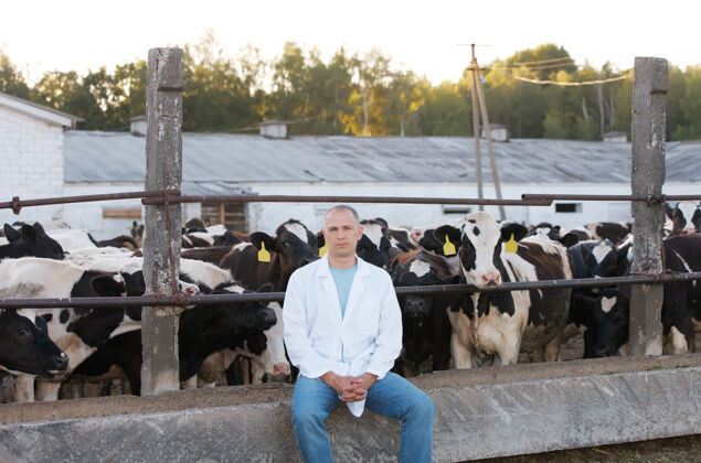 医药一个穿着白大褂的兽医在农场养牛农业兽医自然
