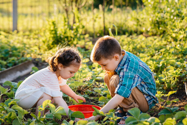 兄弟姐妹可爱快乐的学龄前小弟弟妹妹在阳光明媚的夏日 在花园里采集和食用成熟的草莓快乐的童年健康环保的作物可爱草莓快乐