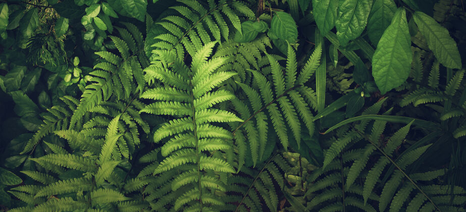 雨林垂直花园与热带绿叶形成鲜明对比纹理丛林夏威夷