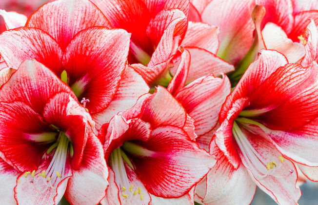 花美丽的红色和白色的石蒜花（宏）在春天特写花束花朵