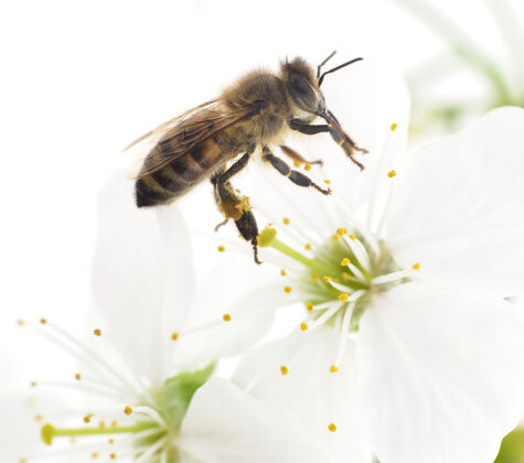 野生动物自然蜜蜂和白樱桃花花粉昆虫雄蕊