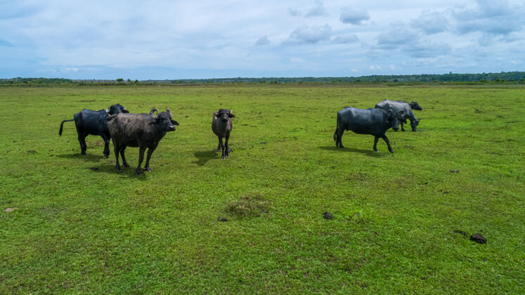 草地一群水牛在绿色的田野里觅食哺乳动物重角