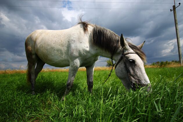 牧场白马在草地上吃草山马术年轻