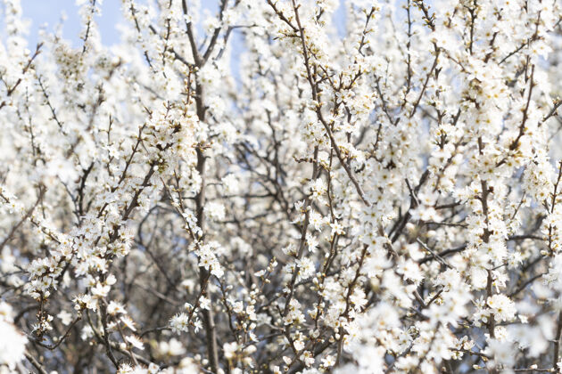 细节蓝色天空背景上白色樱花树的特写镜头花春天明亮