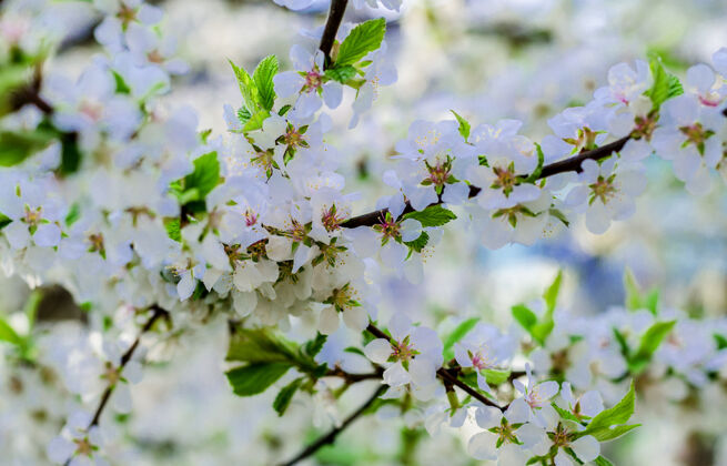 新鲜春天开花的中国樱桃白色特写明亮叶子树