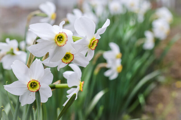 花瓣春天的白水仙花在花园里盛开水仙花水仙新鲜