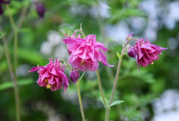 晴朗春天花园里粉红色的水芹花开花季节特写