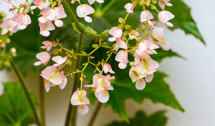 季节绿色叶子上的粉红色秋海棠花生长在室内的植物花花卉花