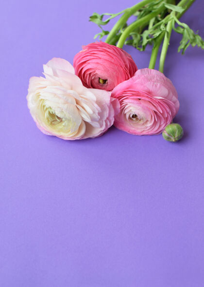 春天一束美丽的粉红色毛茛花在淡紫色的表面毛茛婚礼光