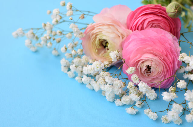 礼物一束美丽的粉红色毛茛花（毛茛） 蓝色表面有精致的白色团花美丽生日春天