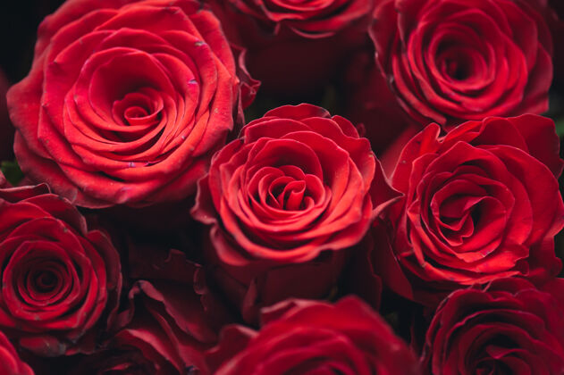激情一束一百朵红玫瑰庆祝订婚或婚礼百爱浪漫