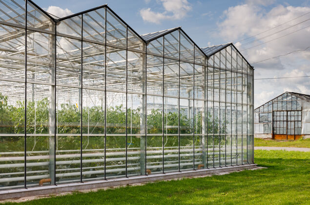 塑料温室种菜圆顶产量农作物