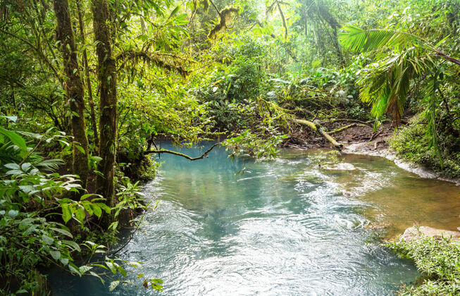 蔬菜美丽的溪水在雨林中流淌哥斯达黎加 中美洲常绿小溪荒野