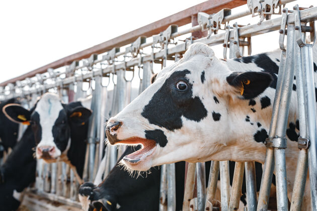 牛农场里黑白斑驳的奶牛农业斑点饲养