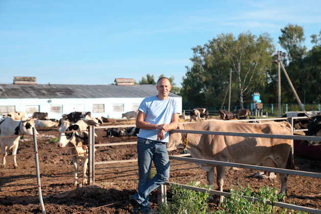 蔬菜农夫在农场里和奶牛一起干活牛食物牛
