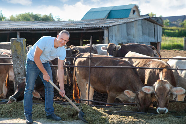 成人农夫在农场里和奶牛一起干活商业蔬菜角