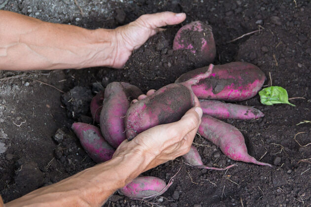 蔬菜女人的手在花园里收割红薯泥土蔬菜栽培