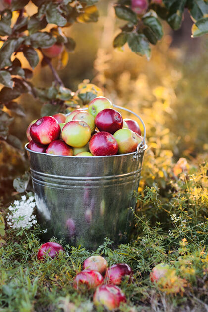 苹果满满一桶成熟的苹果 在夕阳的余晖中 在花园的草地上水果庄稼收获