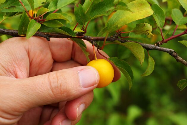 素食手拿黄莓李子农业树木栽培叶