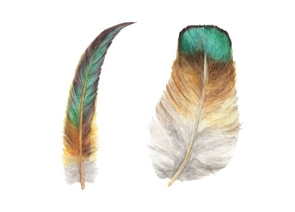 羽毛活力羽毛set.watercolor插图集水彩波西米亚