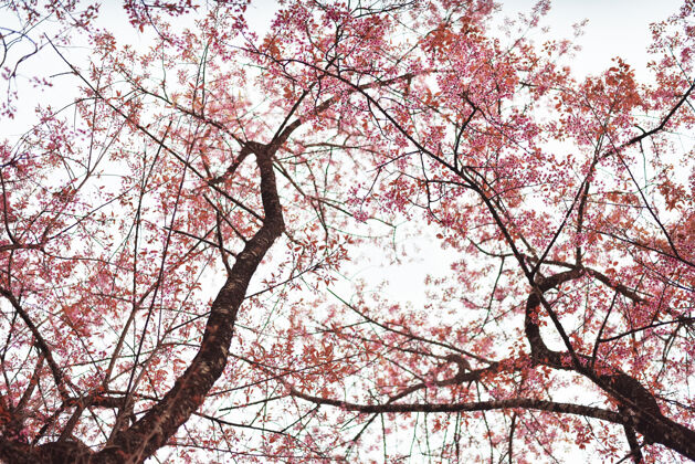 天空春天樱花盛开季节花园自然