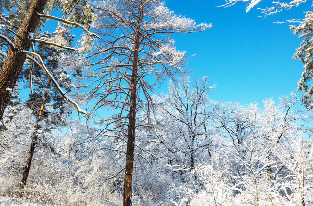 降雪冬季的森林被冰雪覆盖寂静雪白色