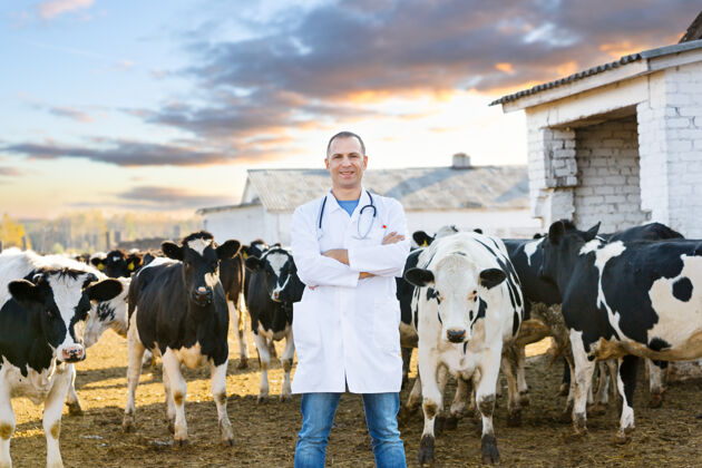 男性兽医在农场养牛健康食品和饮料检查操作奶牛