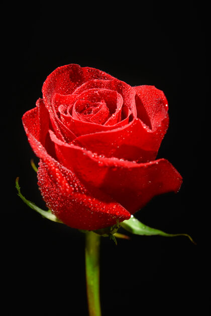 花瓣美丽的黑玫瑰浪漫香气祝贺