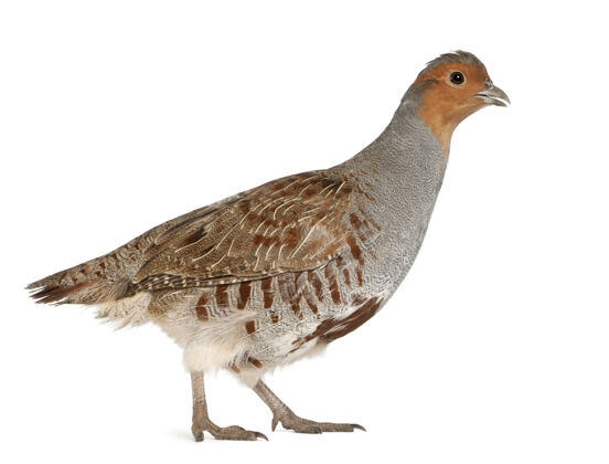 脊椎动物灰鹧鸪perdixperdix隔离动物鸟类行走