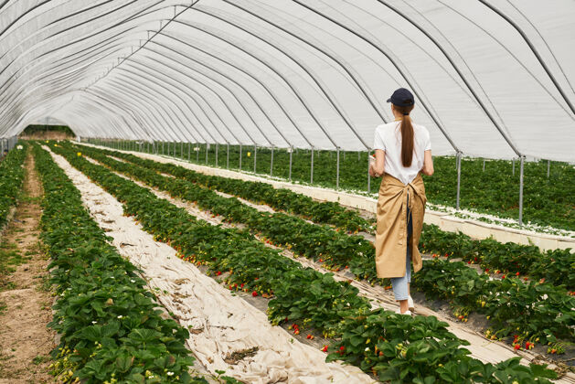 积极的围裙里的女园丁在草莓园散步收获工人温室