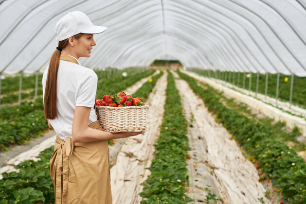 采摘女园丁提着装满新鲜草莓的篮子种植妇女成熟