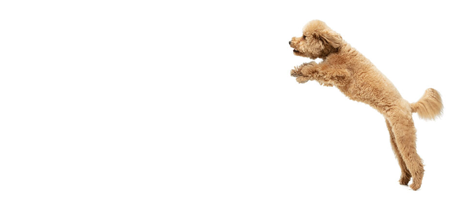 毛皮快乐可爱可爱的马尔蒂波棕色小狗或宠物摆姿势隔离在白色墙壁上运动概念 宠物的爱 动物的生活看起来快乐 有趣广告的复制空间玩 跑小狗狩猎小