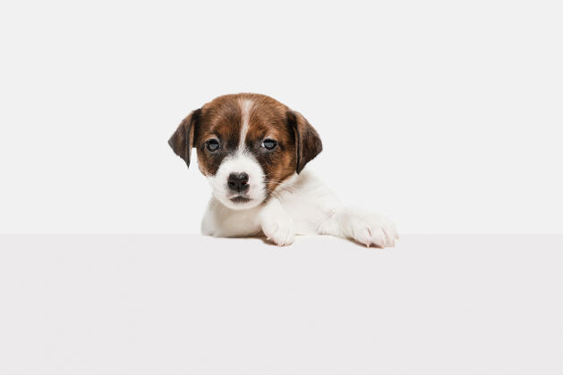 强壮杰克罗素小猎犬plying 摆出孤立的白色墙壁宠物的爱 有趣的情感概念广告空间摆可爱品种纯种头