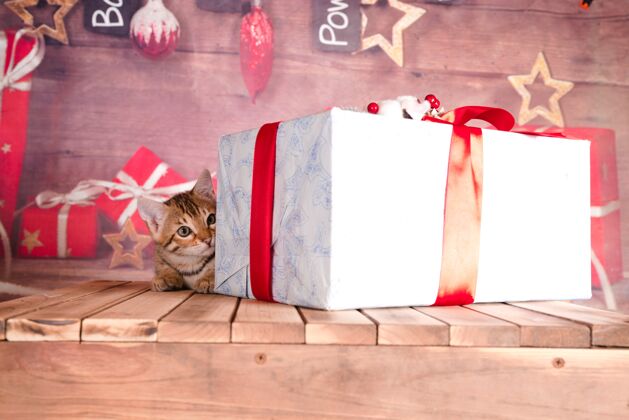 圣诞节特写镜头一只斑猫与圣诞礼物肖像可爱庆祝