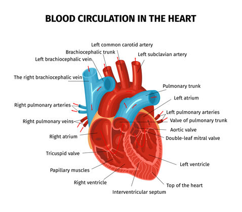 血液解剖心脏循环血液成分与可编辑的文字标题指向不同的部分 人类的心脏组成指向循环