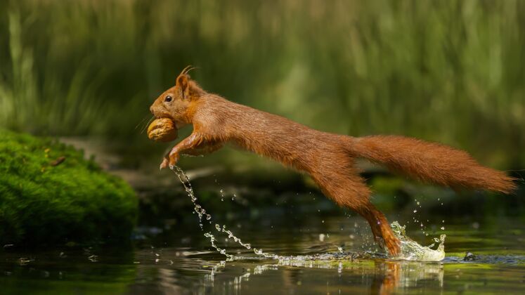皮毛一只红松鼠拿着坚果在水上奔跑的选择性聚焦镜头森林啮齿动物动物群