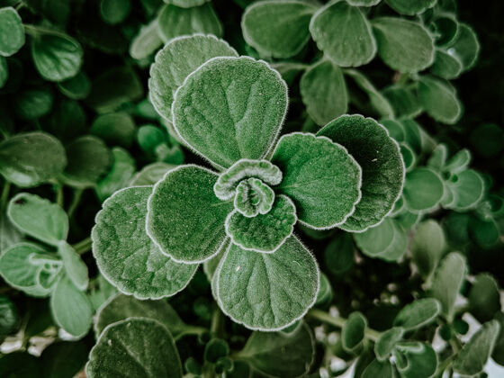 草特写镜头绿色植物在一个花园覆盖露珠生长花春天